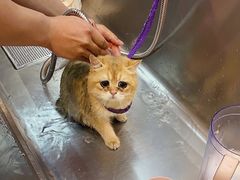 -PETKIT小佩宠物·低压洗护(国顺东路店)