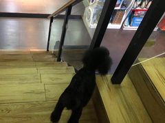 -宠宠熊宠物美容(星湖街店)