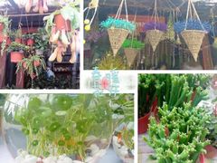 -三圣花乡旅游区