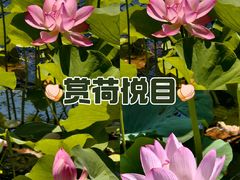 -什刹海