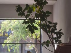 -小意思咖啡店(草桥店)