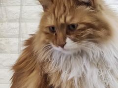 -平行世界·猫咖(首经贸店)