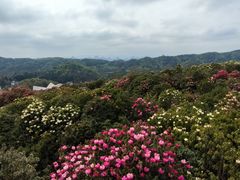 -贵州百里杜鹃风景名胜区