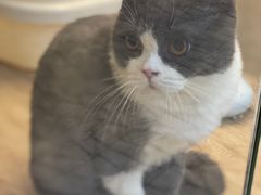 -momokira米努特·德文卷毛猫·棉花面纱犬