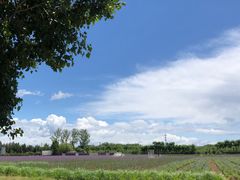 -北京东方普罗旺斯薰衣草庄园