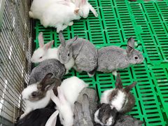 -史努比缤纷世界