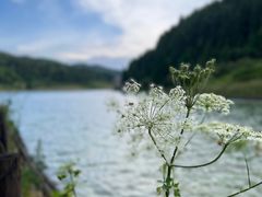 -武陵山森林公园