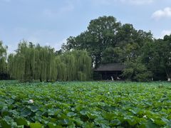 -桂湖森林公园