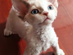 -佑安动物医院·全科·内窥镜中心(幸福巷店)