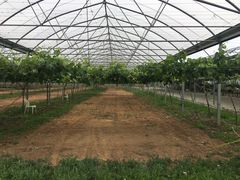 -白鹿原葡萄主题公园