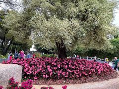 -深圳国际园林花卉博览园