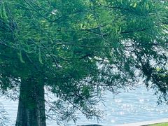 -苏州上方山国家森林公园
