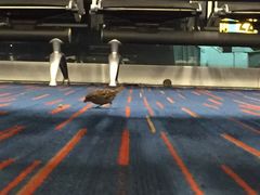 -约翰·菲茨杰拉德·肯尼迪国际机场