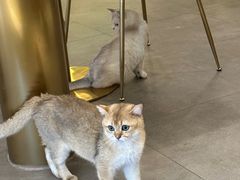 -飞行喵MR PILOT|猫舍·猫咖(静安大融城店)