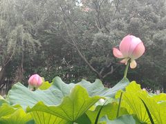 -陈家山荷花公园
