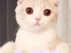 -吕氏疙瘩汤·新鲁菜(济南万象城店)