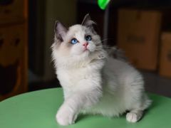 -柚子猫舍·精品猫舍购猫·猫咪认养·购宠·宠物店