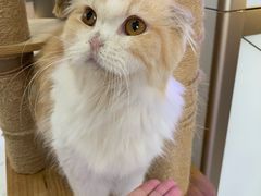 -喵园·猫主题咖啡厅·撸猫·猫咖(国贸店)