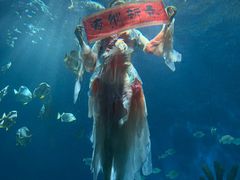 -海合安武汉极地海洋公园