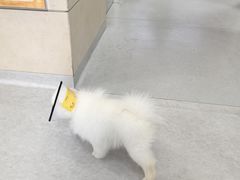 -谐和益家动物医院·免疫绝育·血液透析·宠保定点医院(高新伊藤分院)