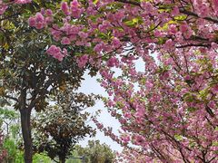 -洨河生态公园
