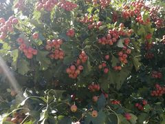 -远洋未来广场(育慧北路店)