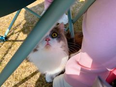 -老吴的猫·猫舍(新区店)