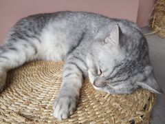 -猫儿山۰猫主题餐厅