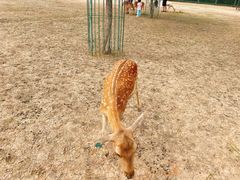 -北京麋鹿生态实验中心
