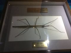-上海昆虫博物馆