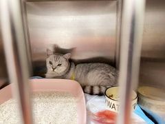 -艾吉宠物医院·疑难杂症转诊中心·猫友好(碧江路院)