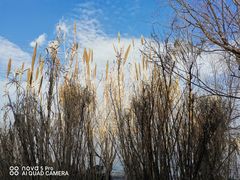 -上海吴淞炮台湾国家湿地公园