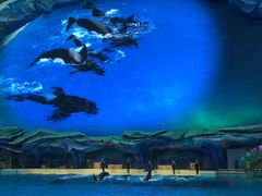 -珠海长隆海洋王国
