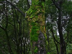 -重庆中央公园(渝北区)