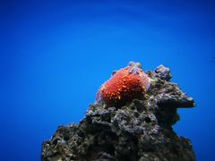景观位-御唐府海珊瑚主题餐厅