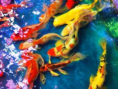 -双季花艺园艺市场(浦东店)