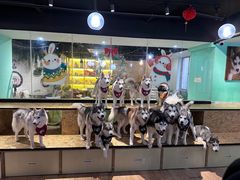 -Husky Go! 哈士奇体验馆·宠物咖啡厅狗咖
