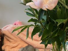 -双季花艺园艺市场(浦东店)