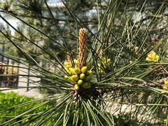 -远洋未来广场(育慧北路店)