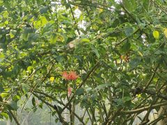 -中国科学院西双版纳热带植物园