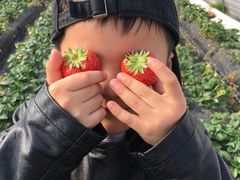 -小鱼草莓采摘园农家乐·小鱼餐厅