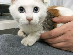 -荣耀金沙动物医院(清江西路店)