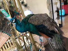 -西双版纳融创皇冠假日度假酒店