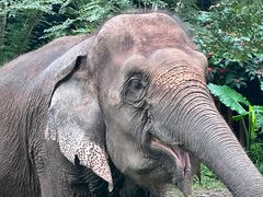 -西双版纳原始森林公园