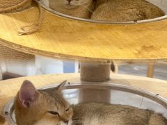 -楼上猫咖(罗湖店)