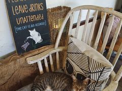 -海边的猫和咖啡馆