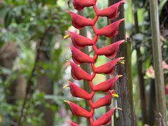-中国科学院西双版纳热带植物园