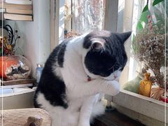 -海边的猫和咖啡馆