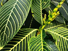 -北京植物园-展览温室