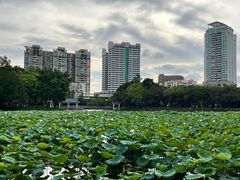 -荔湾湖公园